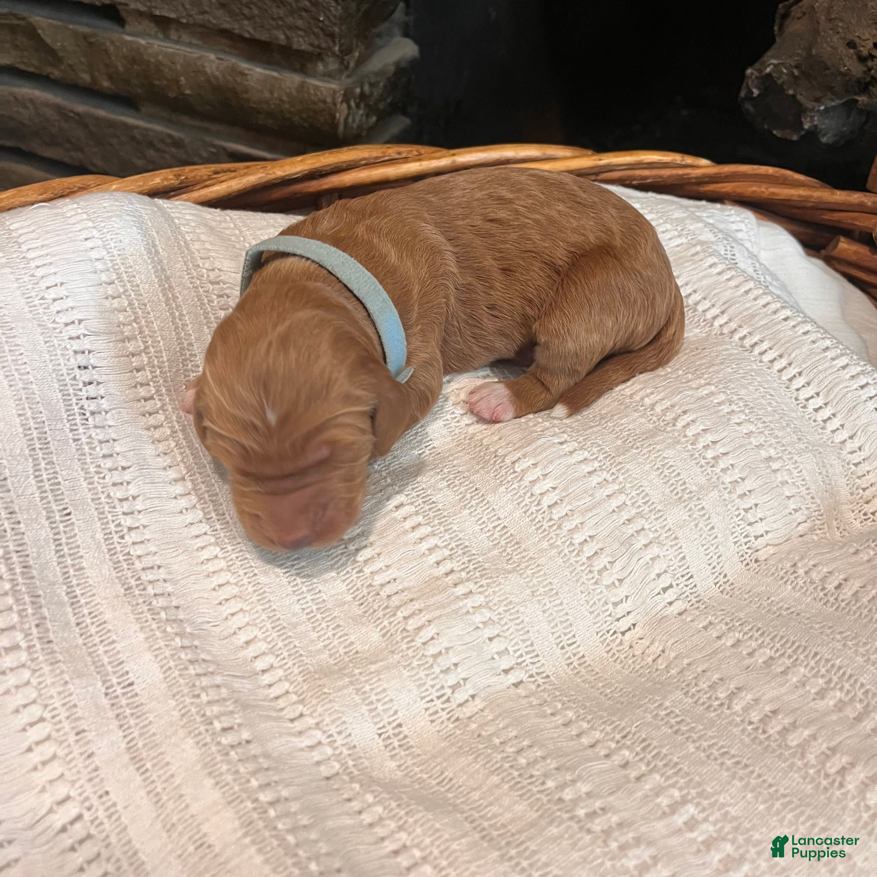 Irish Doodle dogs Light Blue Collar - “Emma” - Ad 1