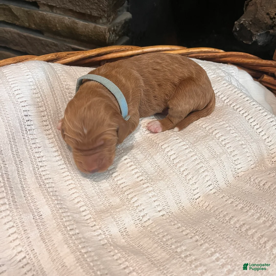 Irish Doodle dogs for sale: Light Blue Collar - “Emma” - Ad 1