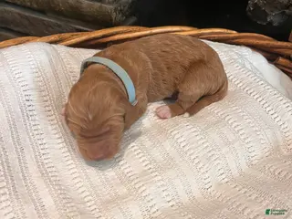 Irish Doodle dogs for sale: Light Blue Collar - “Emma” - Ad 2