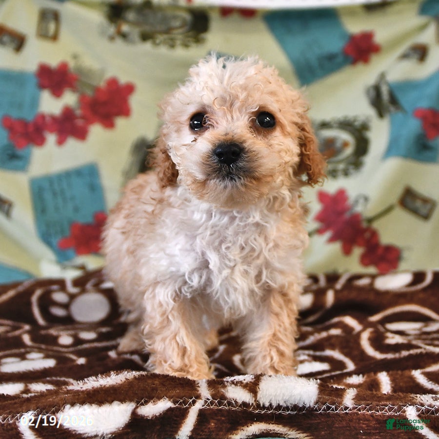 Cockapoo dogs Holly - Ad 2