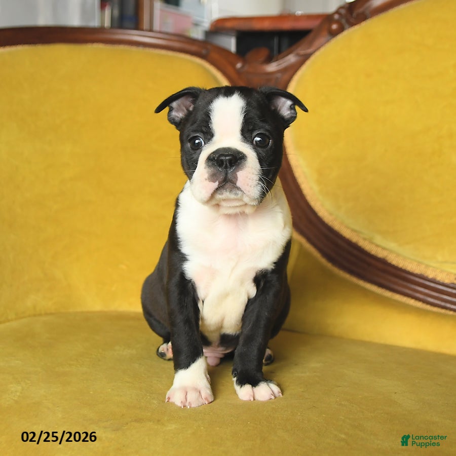 Boston Terrier dogs Skippy - Ad 2