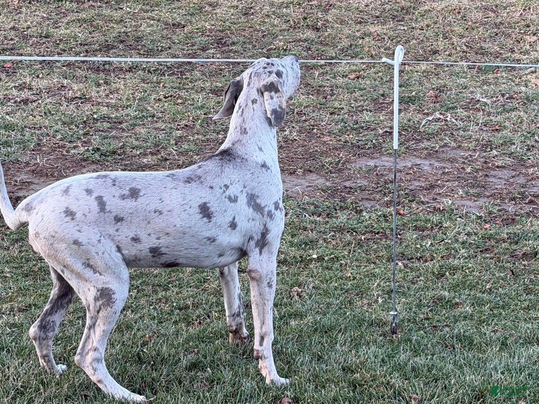 Great Dane dogs for sale: Wendy - Ad 2