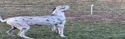 Great Dane dogs for sale: Wendy - Ad 2