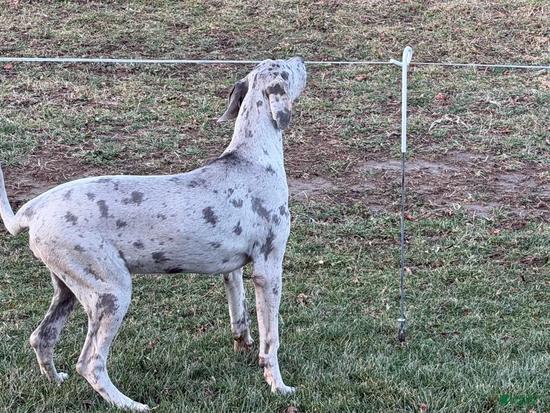 Great Dane dogs for sale: Wendy - Ad 2