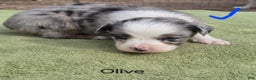 Australian Shepherd dogs for sale: Olive - Ad 2