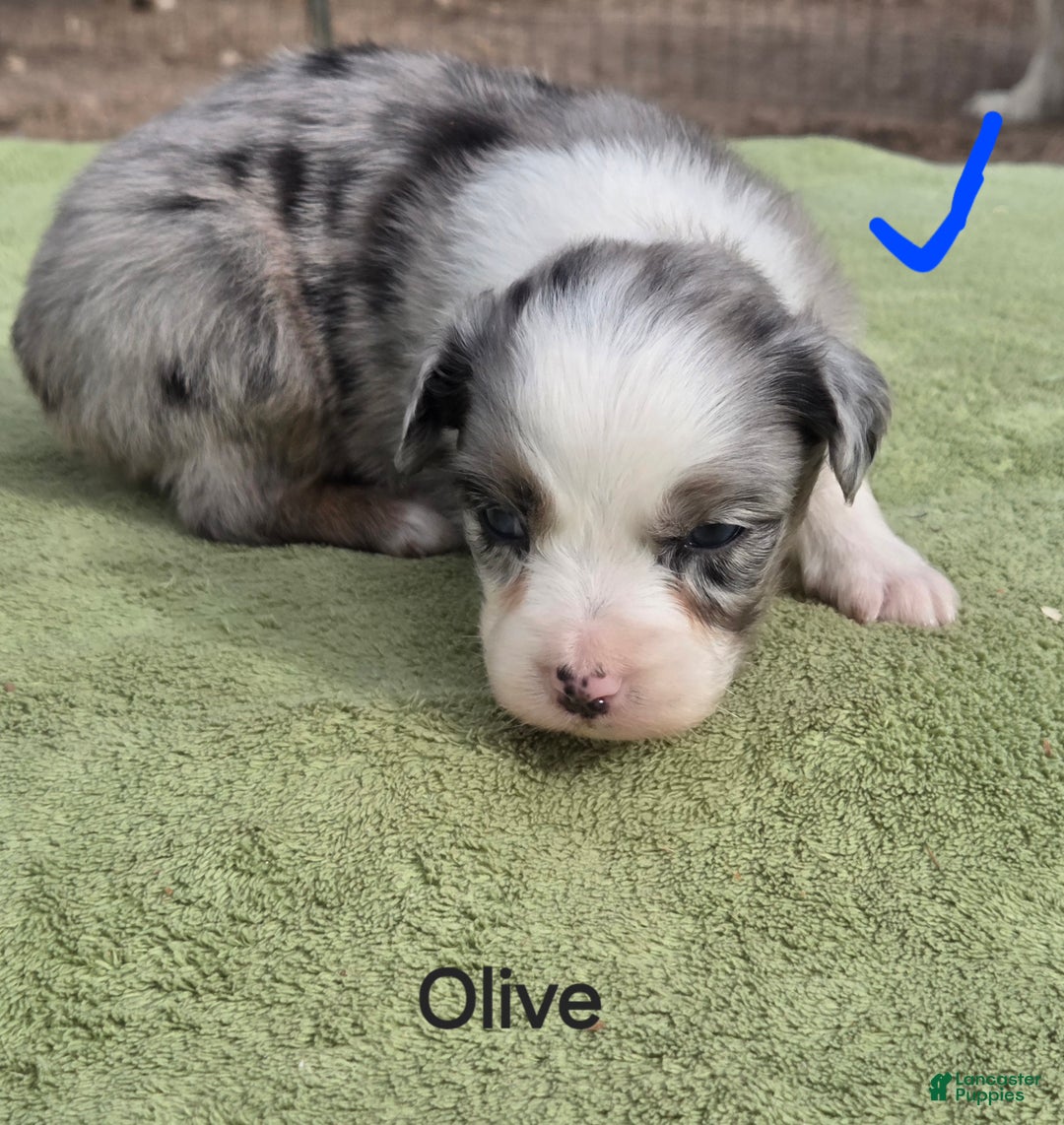 Australian Shepherd dogs for sale: Olive - Ad 2
