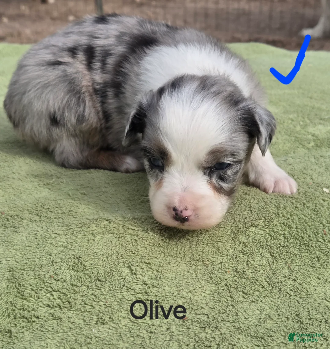 Australian Shepherd dogs for sale: Olive - Ad 2