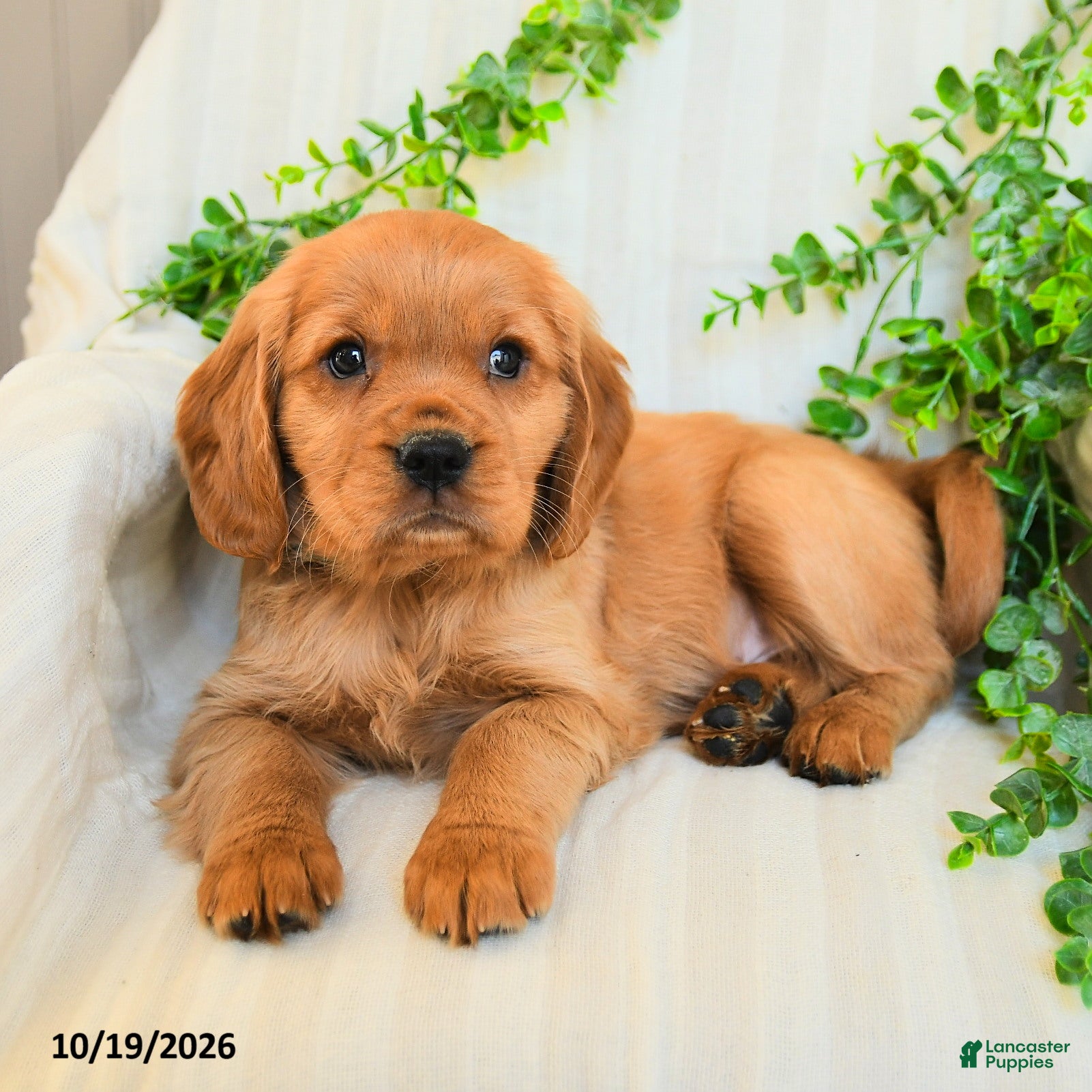 Miniature Golden Retriever dogs for sale: Murphy - Ad 2