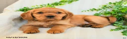 Miniature Golden Retriever dogs for sale: Murphy - Ad 2