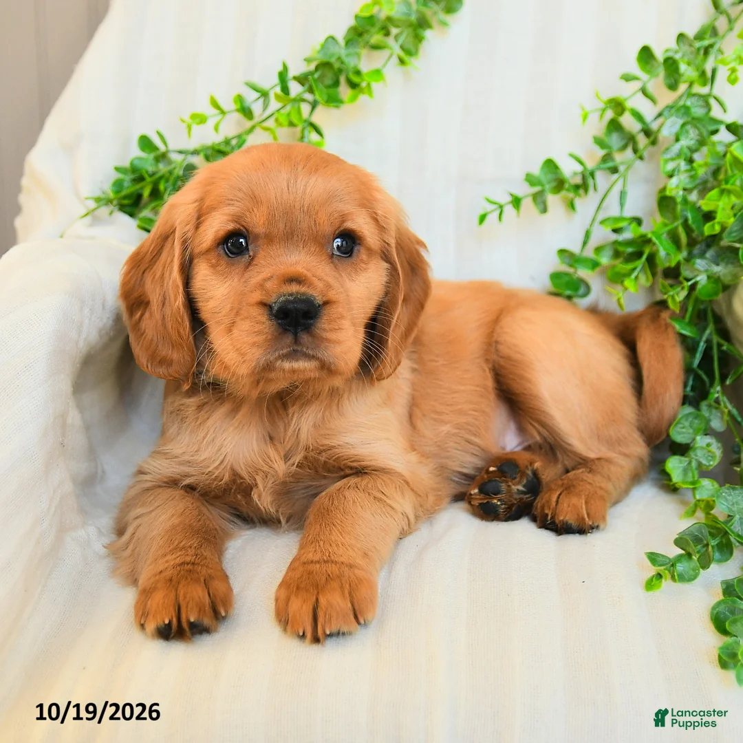 Miniature Golden Retriever dogs for sale: Murphy - Ad 2