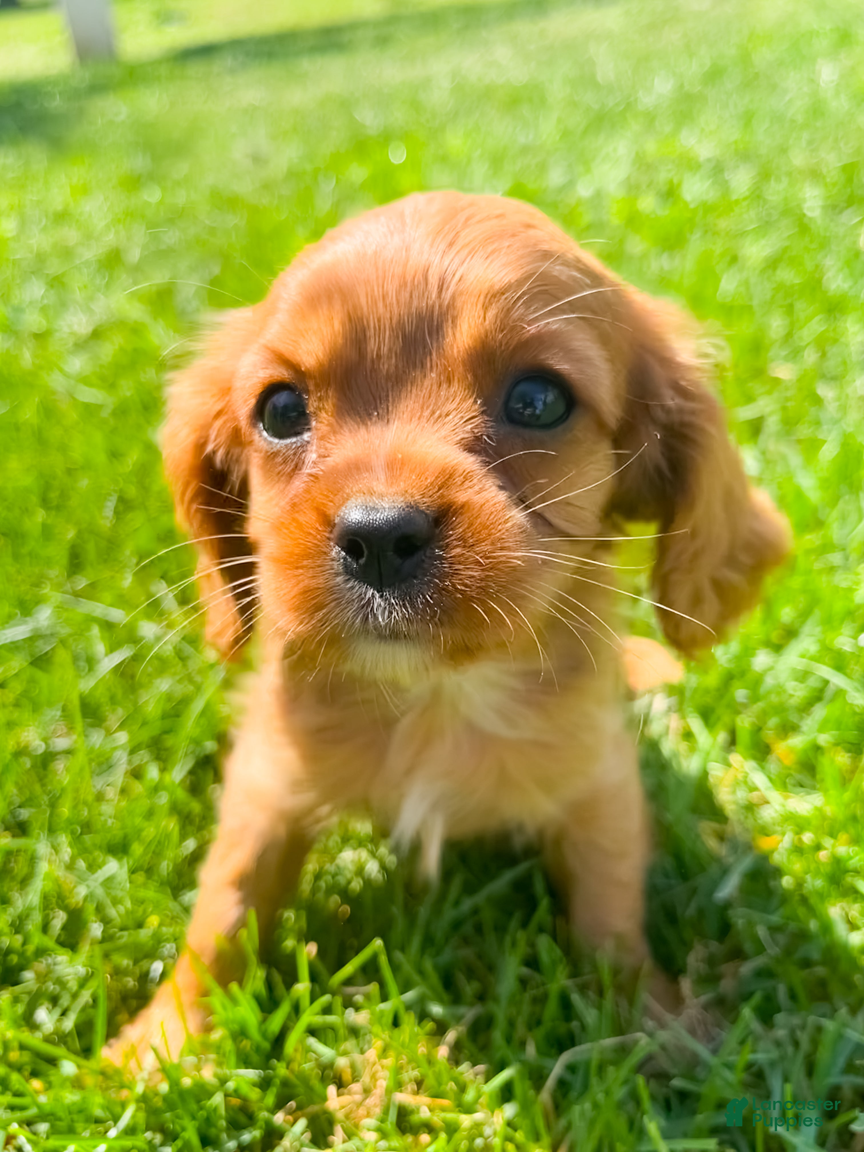 Cavalier King Charles Spaniel dogs Leo - Ad 1