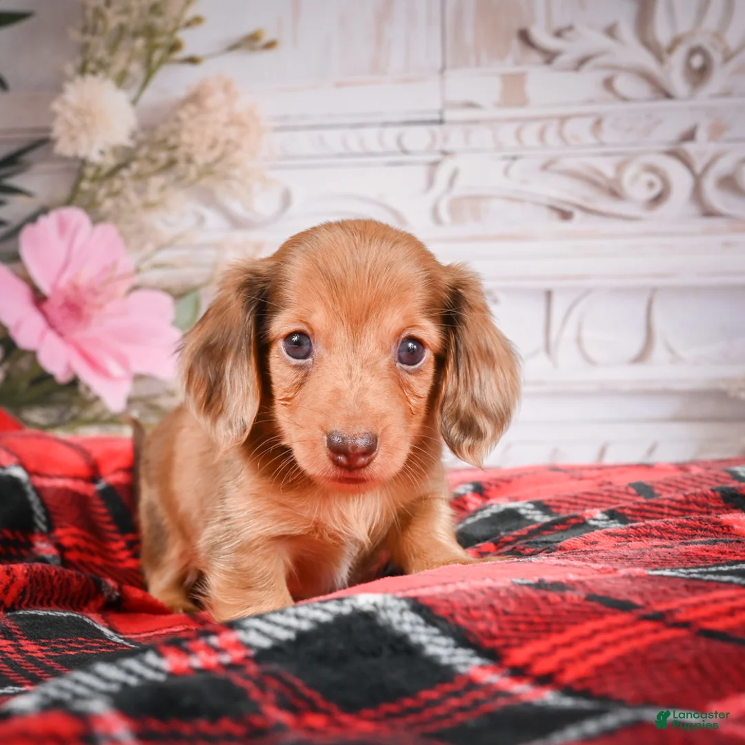 Miniature Dachshund dogs for sale: AKC-Edgar - Ad 2