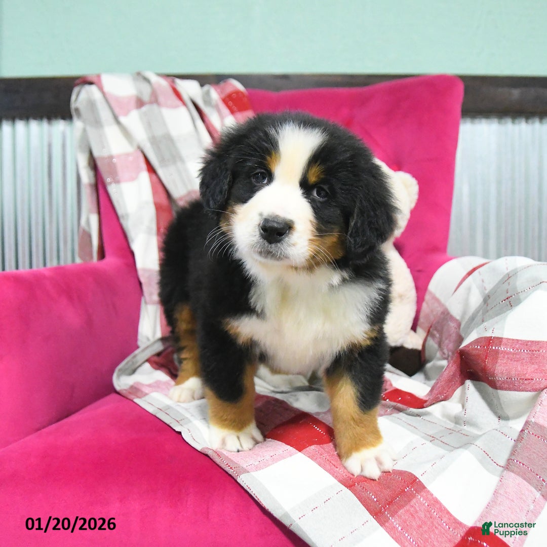 Bernese Mountain Dog dogs for sale: Jade - Ad 4