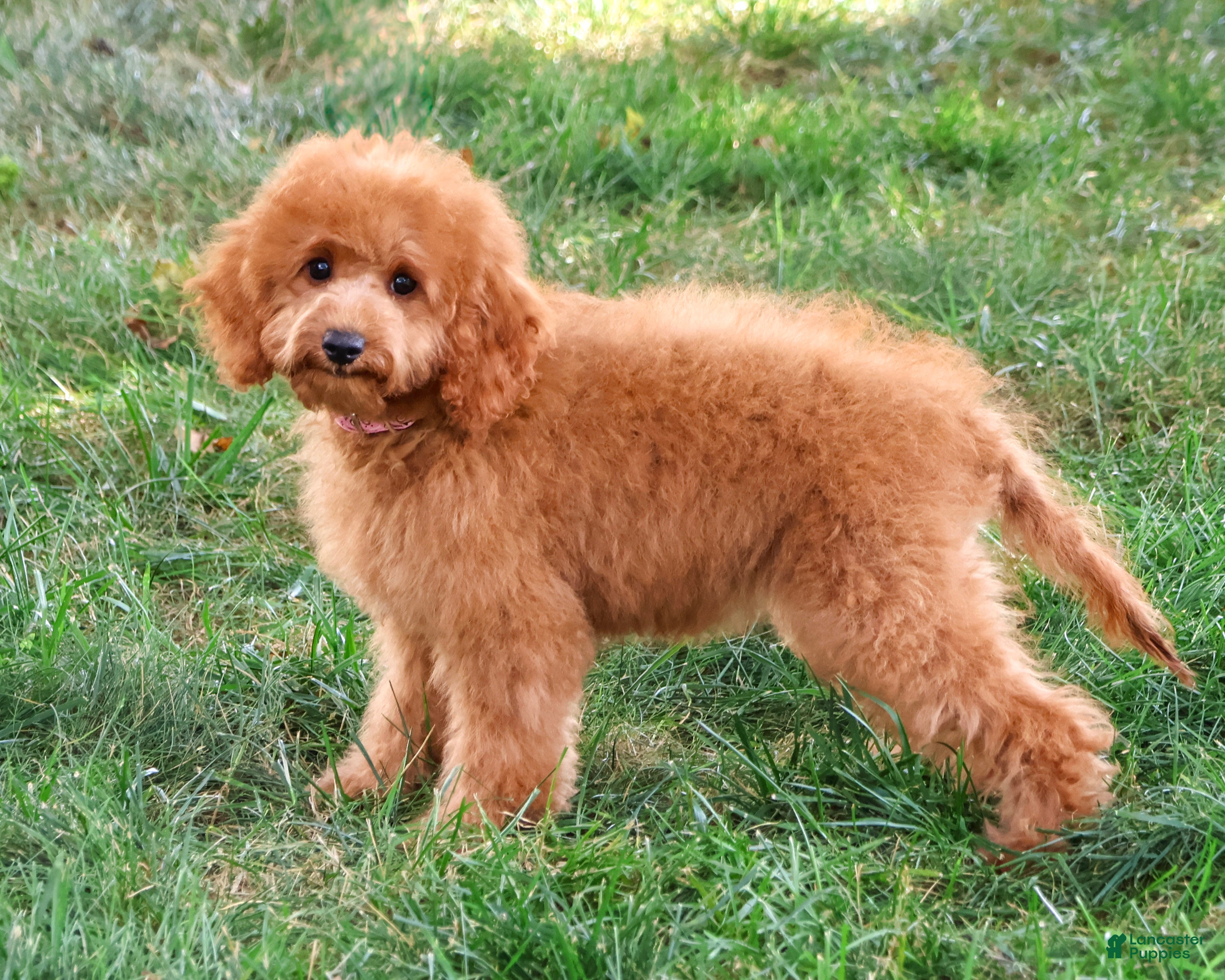 Cavapoo dogs Chanel - Ad 1