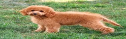 Cavapoo dogs for sale: Chanel - Ad 1