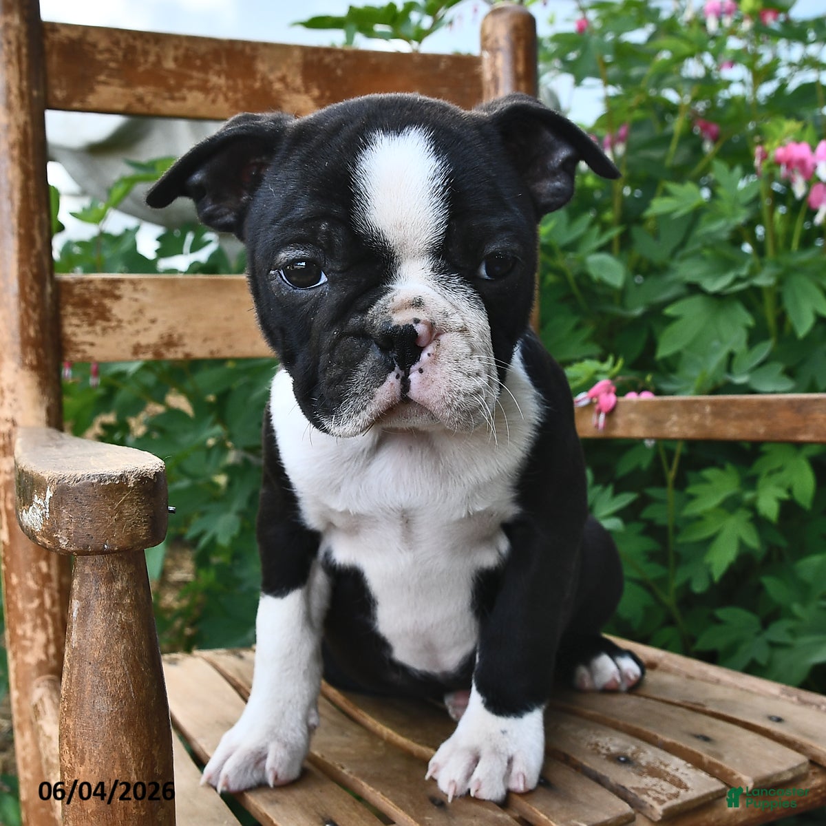 Boston Terrier dogs for sale: Glory - Ad 3