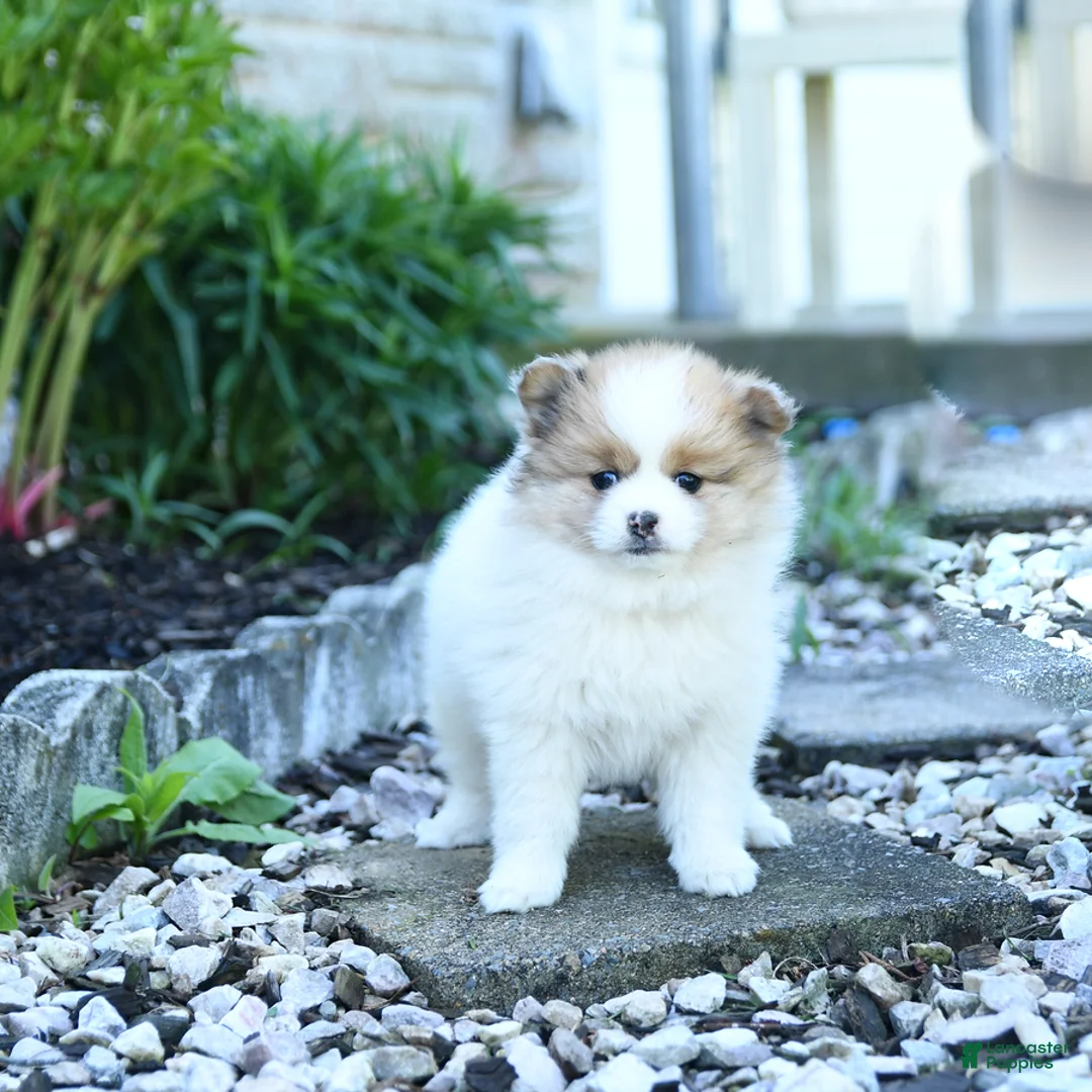 Pomeranian dogs for sale: Bubbles - Ad 3
