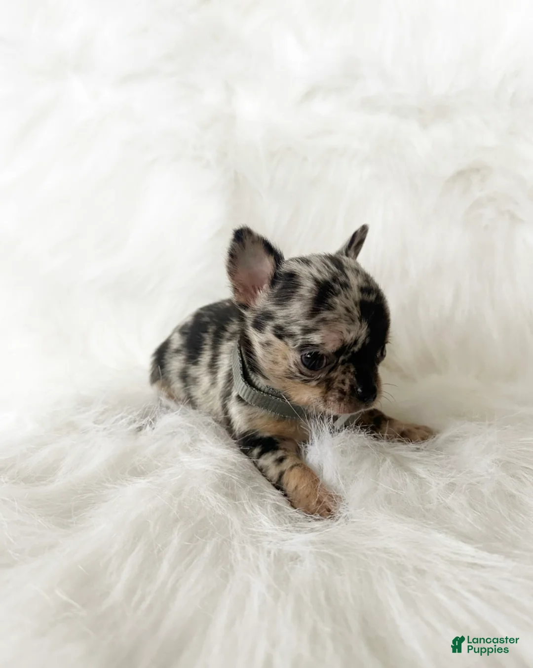 Chihuahua dogs for sale: Stormie - Ad 6
