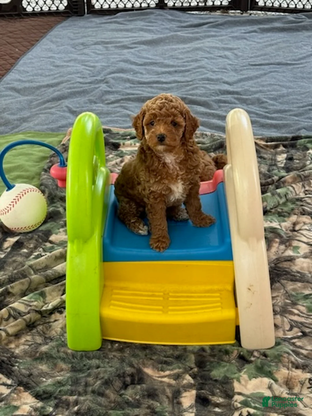 Goldendoodle dogs for sale: Willy (Red with white tuxedo markings) - Ad 1