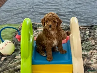 Goldendoodle dogs Willy (Red with white tuxedo markings) - Ad 21