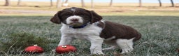 English Springer Spaniel dogs for sale: Missy - Ad 2