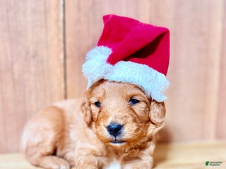 Mini Goldendoodle dogs Hadassa, F1b Mini Goldendoodle - Ad 26