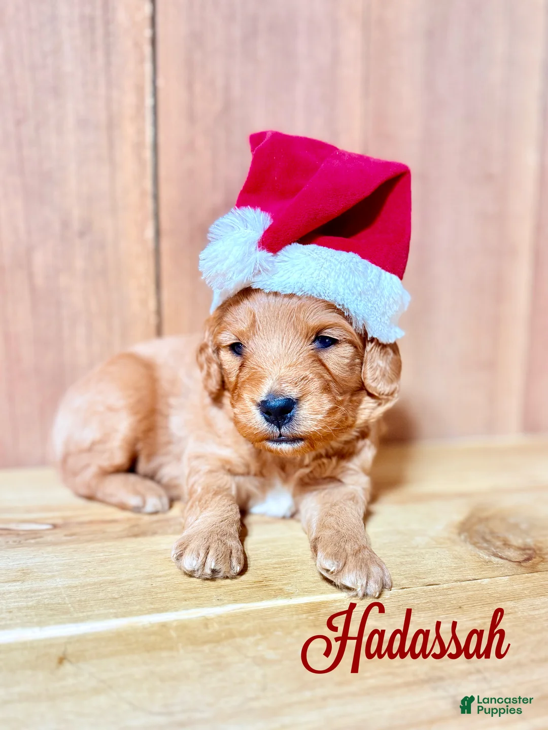 Mini Goldendoodle dogs for sale: Hadassa, F1b Mini Goldendoodle - Ad 3