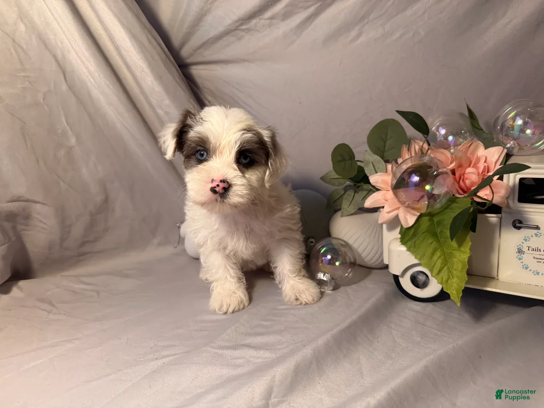 Yorkshire Terrier dogs for sale: Rosie  - Ad 4