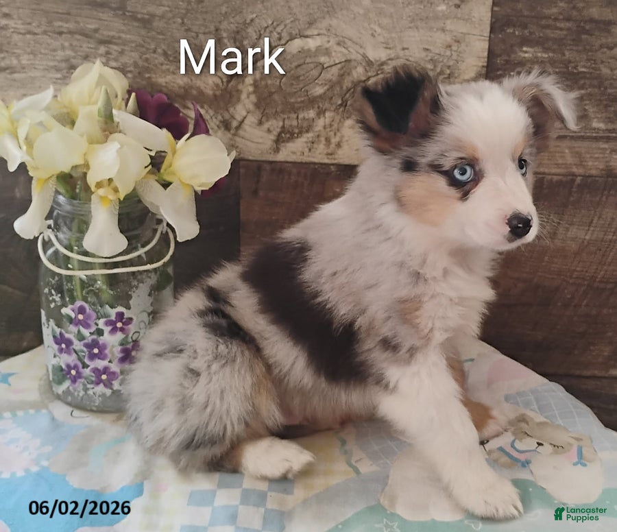 Miniature Australian Shepherd dogs Mark - Ad 2