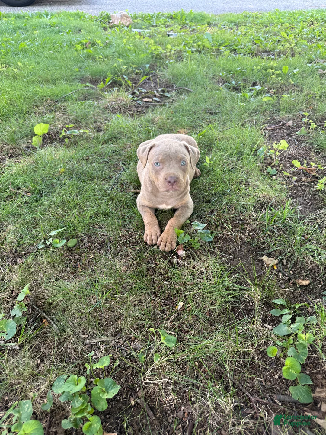 American Bully dogs for sale: American Bully 6 - Ad 2