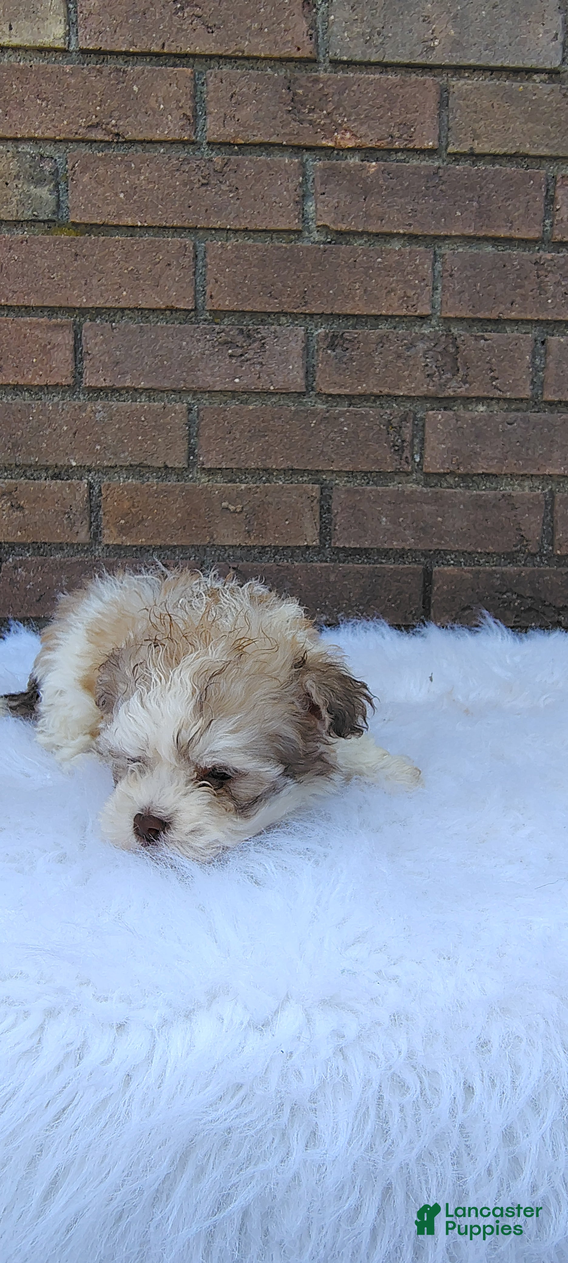 Maltipoo dogs Maltipoo Puppy 1 - Ad 2