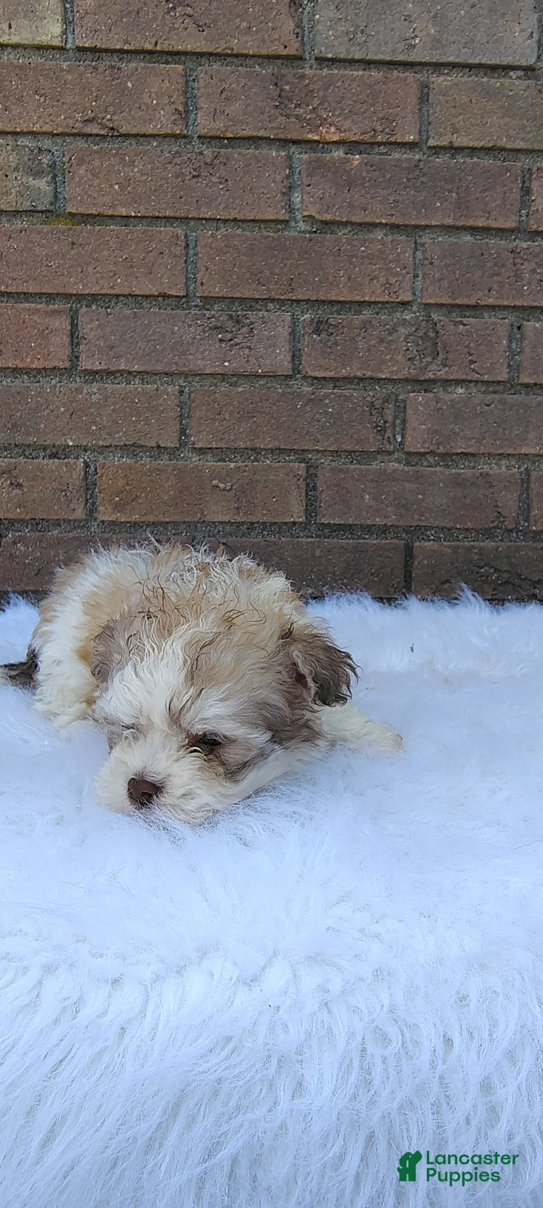 Maltipoo dogs for sale: Maltipoo Puppy 1 - Ad 2