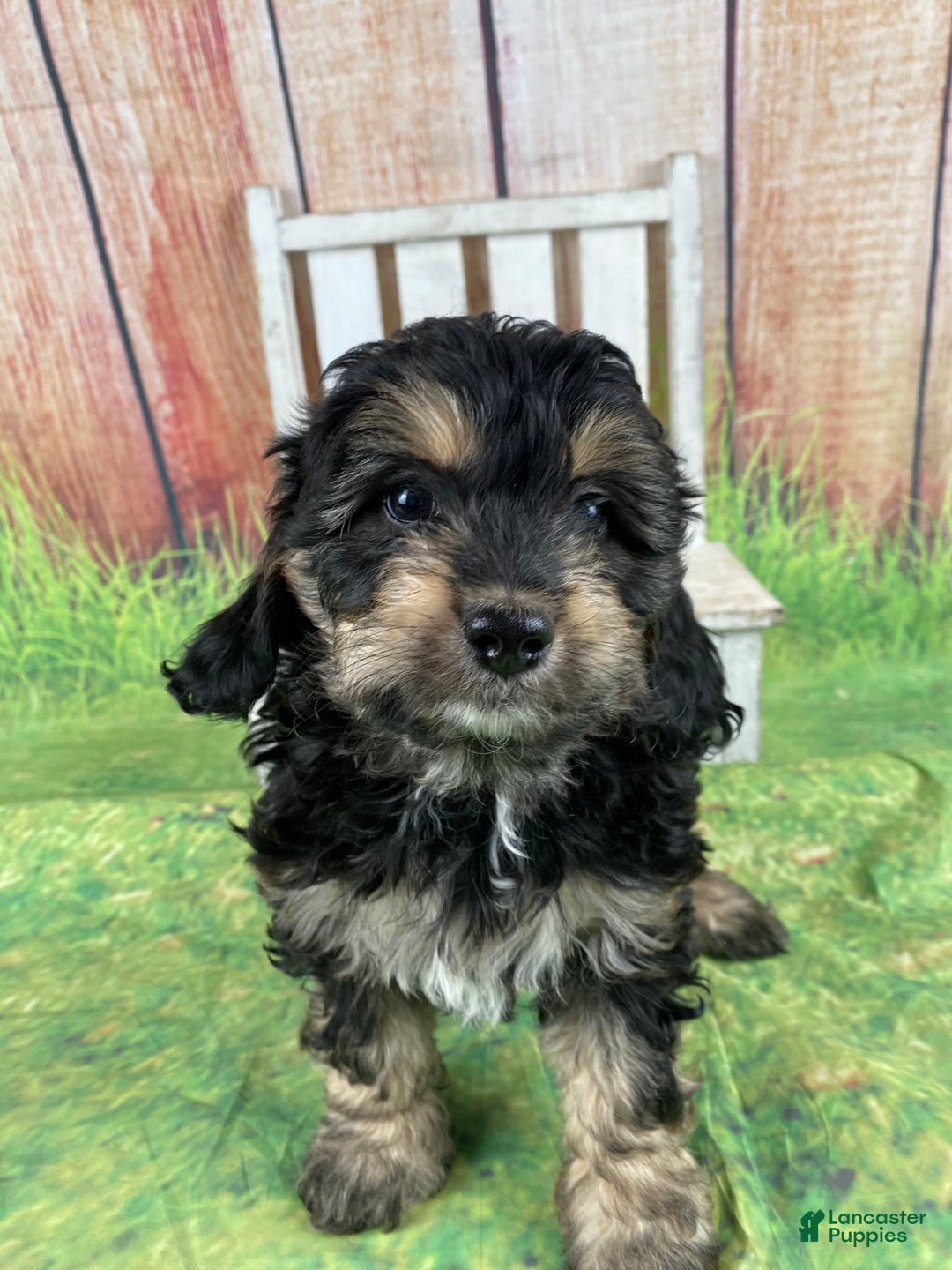 Cavapoo dogs for sale: Lily - Ad 5