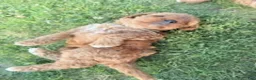 Mixed Breed dogs for sale: Brair - Ad 6