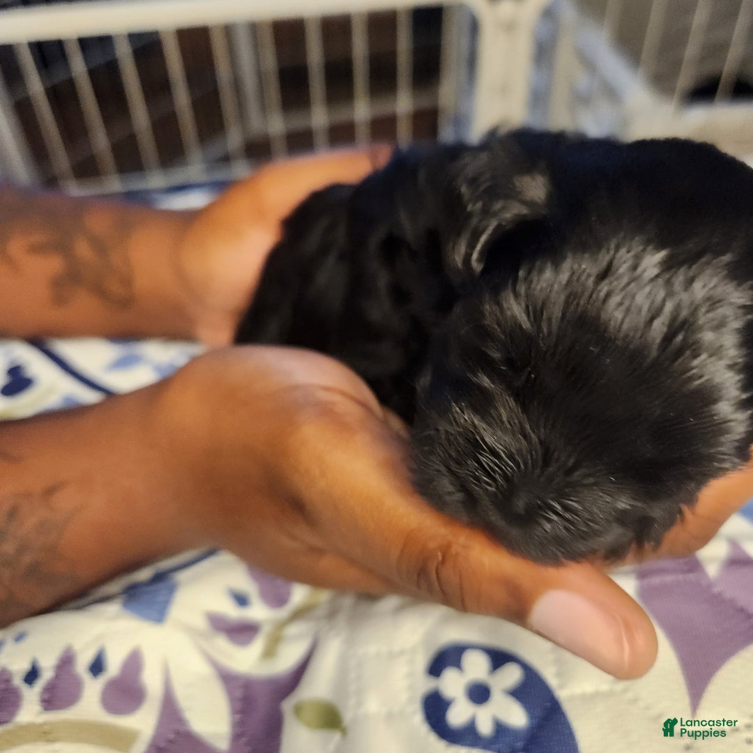 Shihpoo dogs for sale: Shihpoo Puppy 1 - Ad 5