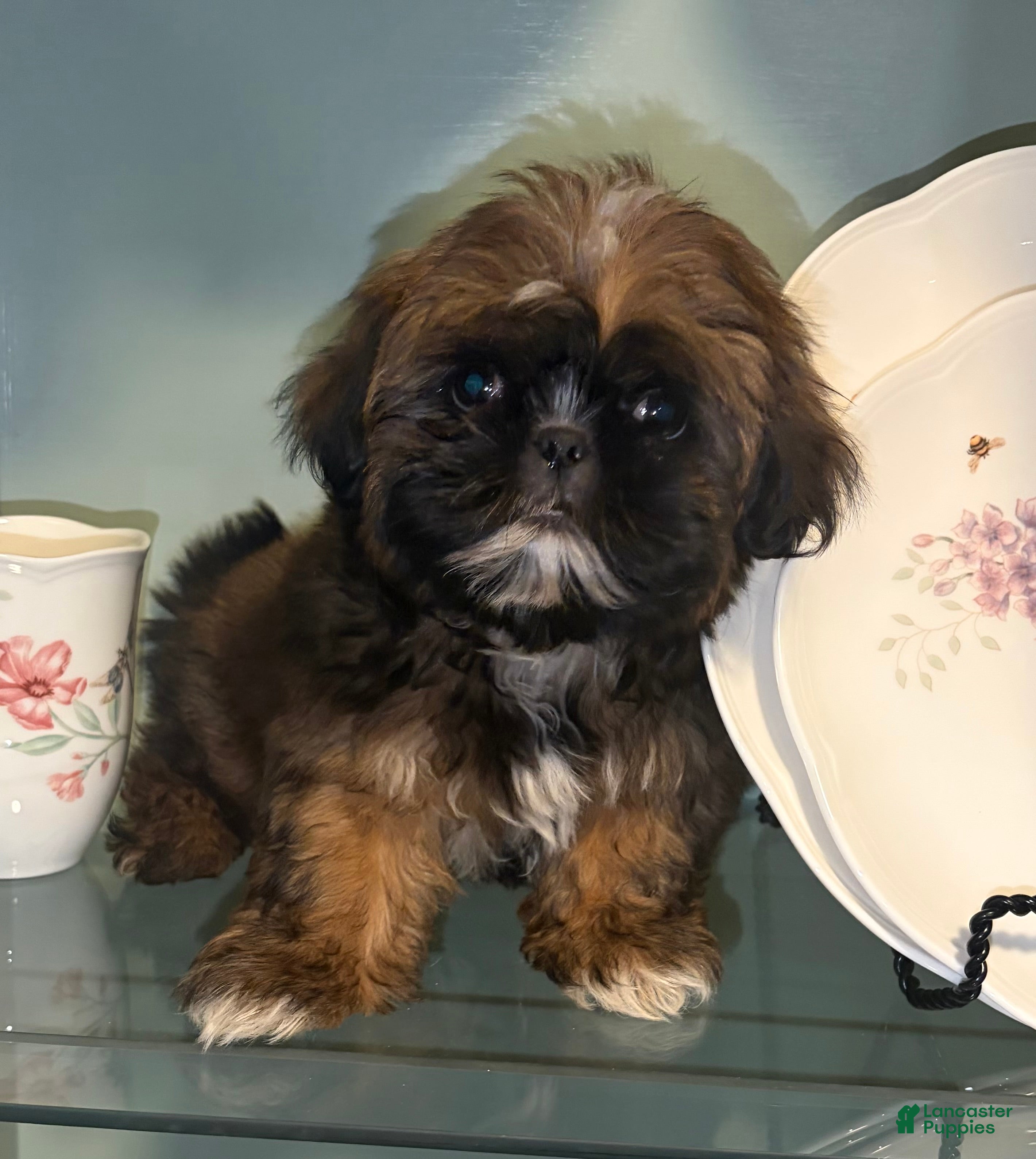 Shih Tzu dogs Scuttle - Ad 8