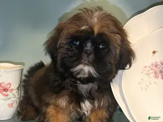 Shih Tzu dogs Scuttle - Ad 27