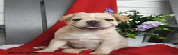 French Bulldog dogs for sale: Tucker - Ad 5