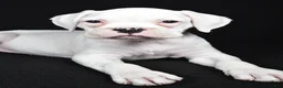 Boxer dogs for sale: Daisy - Ad 7