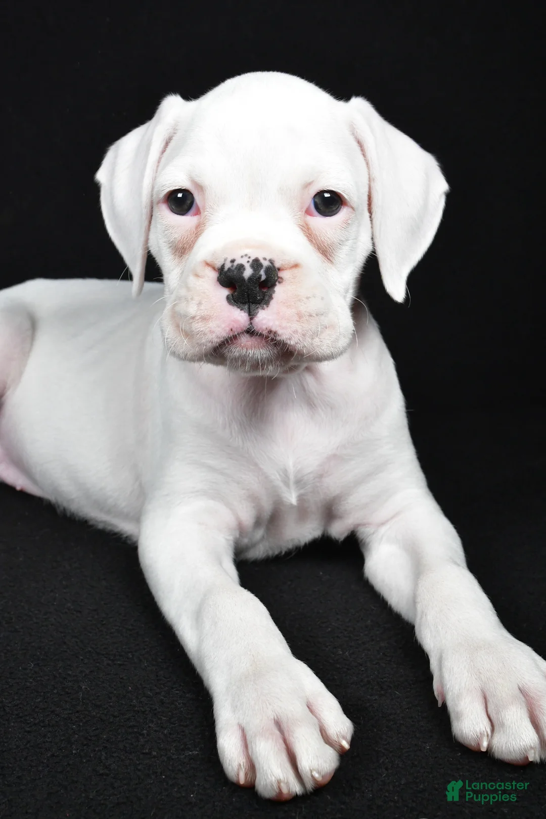 Boxer dogs for sale: Daisy - Ad 7