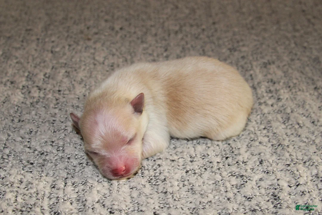Pomeranian dogs for sale: Lurex  - Ad 2