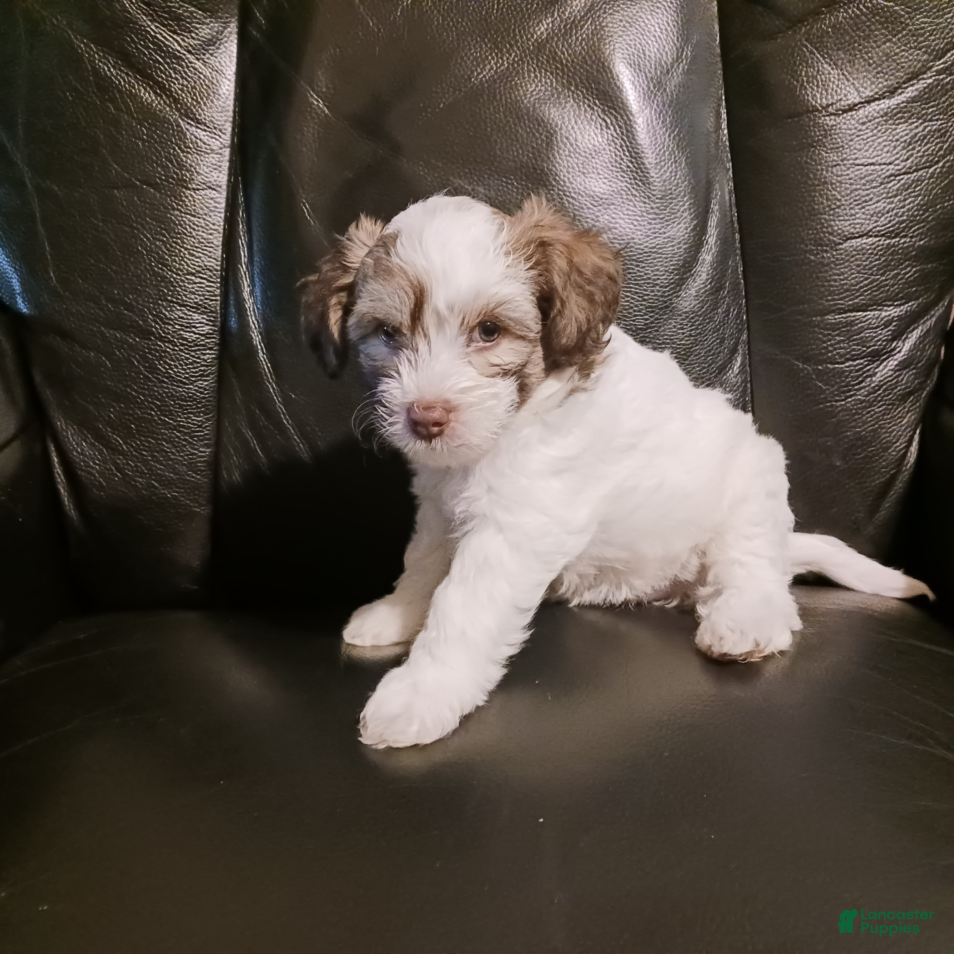 Chinese Crested dogs Zola - Ad 2