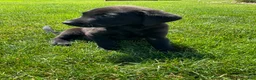 Labrador Retriever dogs for sale: Bo - Ad 4