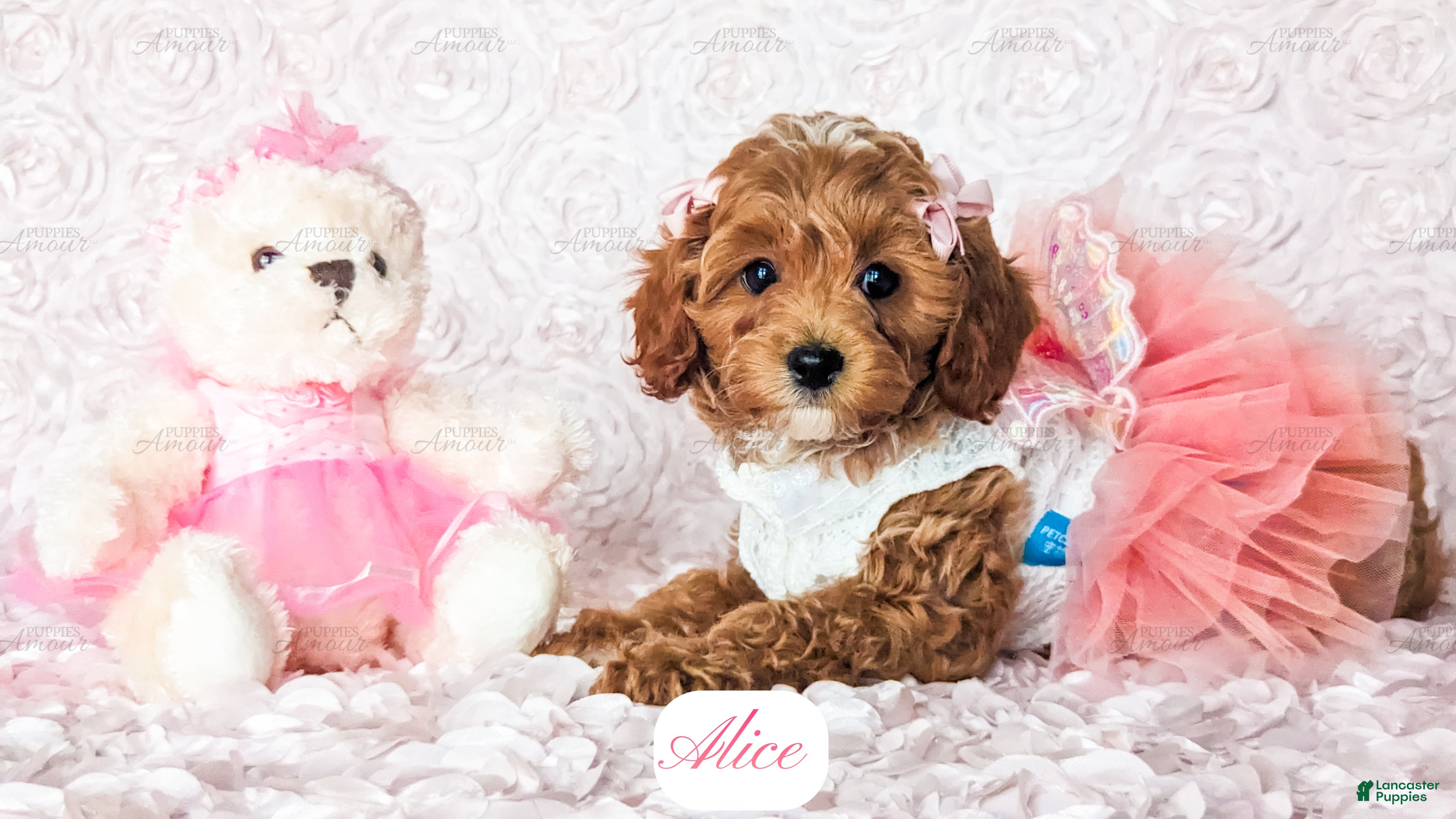 Cavapoo dogs Alice - Ad 2