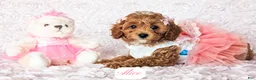 Cavapoo dogs for sale: Alice - Ad 2