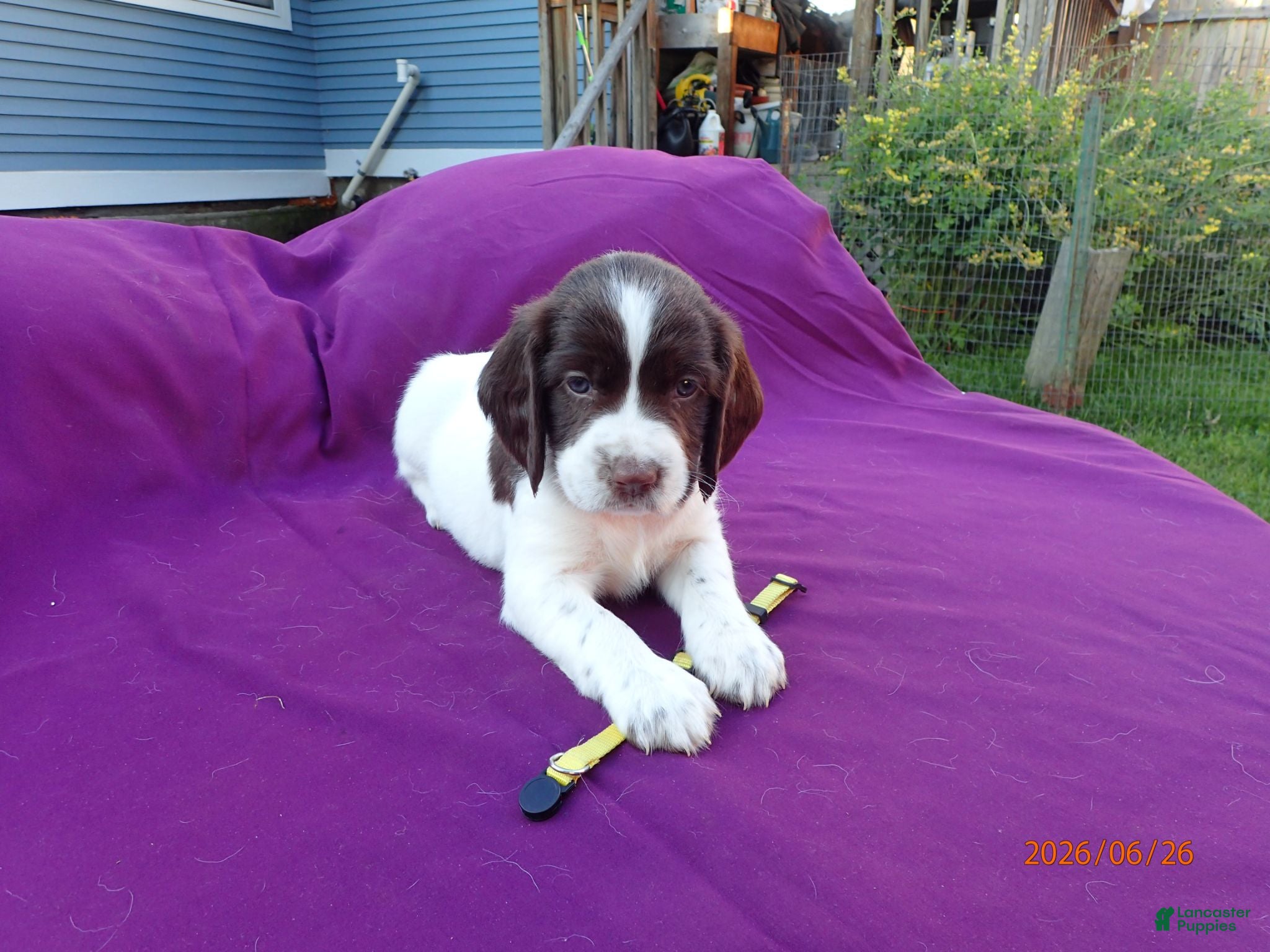 English Springer Spaniel dogs Rhea - Ad 16