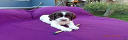 English Springer Spaniel dogs for sale: Rhea - Ad 1