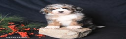 Bernedoodle dogs for sale: Cuddles - Ad 1