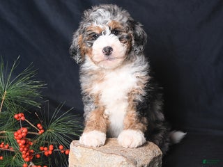 Bernedoodle dogs Cuddles - Ad 7