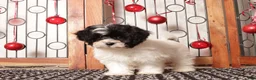 Shihpoo dogs for sale: Tina - Ad 2